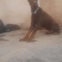 سگ دوبرمن اروپای