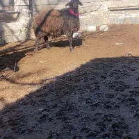 بره قوچی|حیوانات مزرعه|نصر آباد, |دیوار