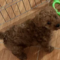 سگ خونگی نژاد پودل