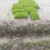 تعداد ۳۵ عدد باکس نشا هاشمی درجه یک