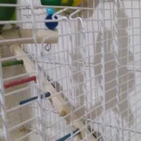 طوطی با۵تاتخم|پرنده|مرند, |دیوار