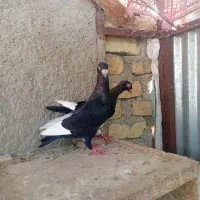 قره سیاه دنش