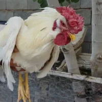 دوتاخروس محلی