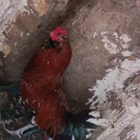 خروس محلی اصل