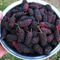شاه توت