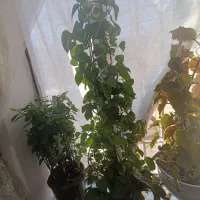 گل پتوس|گل و گیاه طبیعی|مشهد, امیرآباد|دیوار