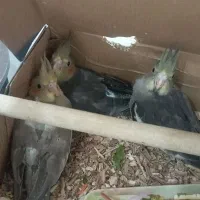 عروس هلندی رام طوسی