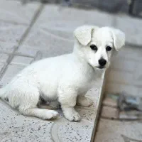 سگ پامرانین ریز