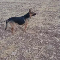 سگ ژرمن ورک