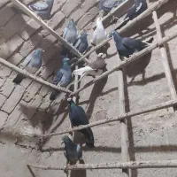 42عدد کبوتر پرشی