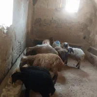 سلام فروشنده گوسفند پرواری همرا قصاب