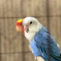 یک جفت کوتوله برزیلی