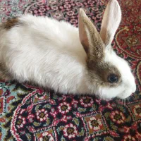خرگوش زیبا