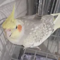 عروس