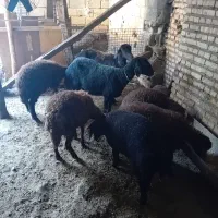 فروش گوسفند داشتی و بره داشتی وگوشتی