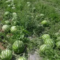 خریدار هندوانه تناژ بالا به قیمت مناسب