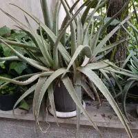 گل آلوئه ورا