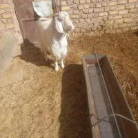 چبش پاکستانی|حیوانات مزرعه|سده (خراسان جنوبی), |دیوار