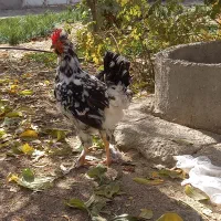 ۱۰عدد مرغ خروس یوسل بلژیکی ۲عدد گلین|پرنده|درگزین, |دیوار