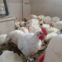 مرغ ارگانیک