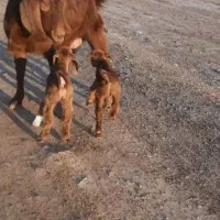 یک راس بز کره دار درجه یک
