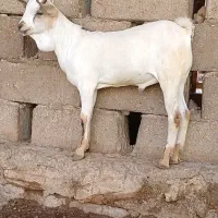 سومال درجه یک نر