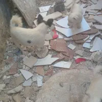 سگ پاکوتاه
