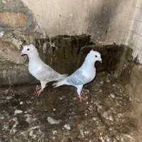 کفتر شامی پولکی کاکلی هودی