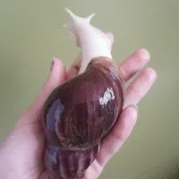 قبول واگذاری رایگان حلزون