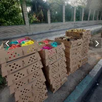 جوجه رنگی خروسک