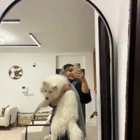 سگ نژاد سامویید نر ۴ماهه|سگ|بندرعباس, |دیوار