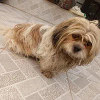 سگ شیتزوخالص