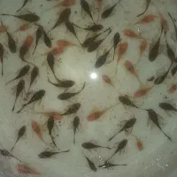 پوزه بوته ای رسید|ماهی|اردبیل, |دیوار