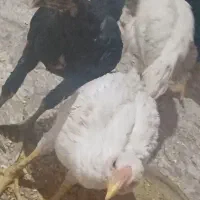 جوجه لاری افغان