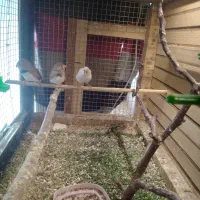 فنج|پرنده|محمدشهر, محمدشهر|دیوار