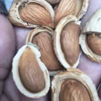 بادام درختی پرمغز  شیرین بدون تلخی و پوچی|خوردنی و آشامیدنی|تکاب, |دیوار