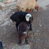 فروش میش با بره
