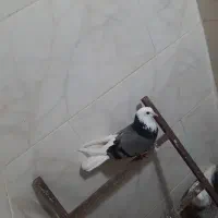 کبوتر قیمت مناسب