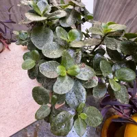 گلدان شمعی وغیره ...