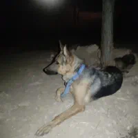 واگذاری سگ ماده ژرمن