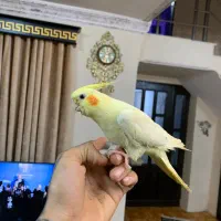 عروس هلندی لوتینو دست اموز|پرنده|رشت, باهنر|دیوار