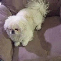 واگذاری سگ نر