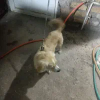 سگ اشپیتز میکس|سگ|کرمان, |دیوار