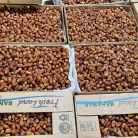 خرمای زاهدی درجه یک، فروش مستقیم از تولیدکننده|عمده‌فروشی|بوشهر, |دیوار