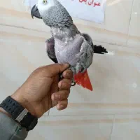 خریدو فروش انواع کاسکوکاکادو شاه طوطی راهب گرینچیک|پرنده|شیراز, شهرک سراج‎|دیوار