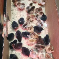 جوجه محلی پنج روزه 45تومان