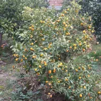 خونه باغ خراسان محله بین آمل و بابل|فروش خانه و ویلا|بندر ماهشهر, |دیوار