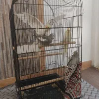 عروس هلندی جفت با جوجه سخنگو