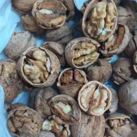 گردو تازه درجه یک اصل تویسرکان پرچرب|خوردنی و آشامیدنی|تهران, پرستار|دیوار