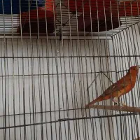 قناری  دارچینی سرخ سوخته سرخ ردفکتور کم رنگ|پرنده|شاهین‌شهر, شهرک ردانی پور|دیوار